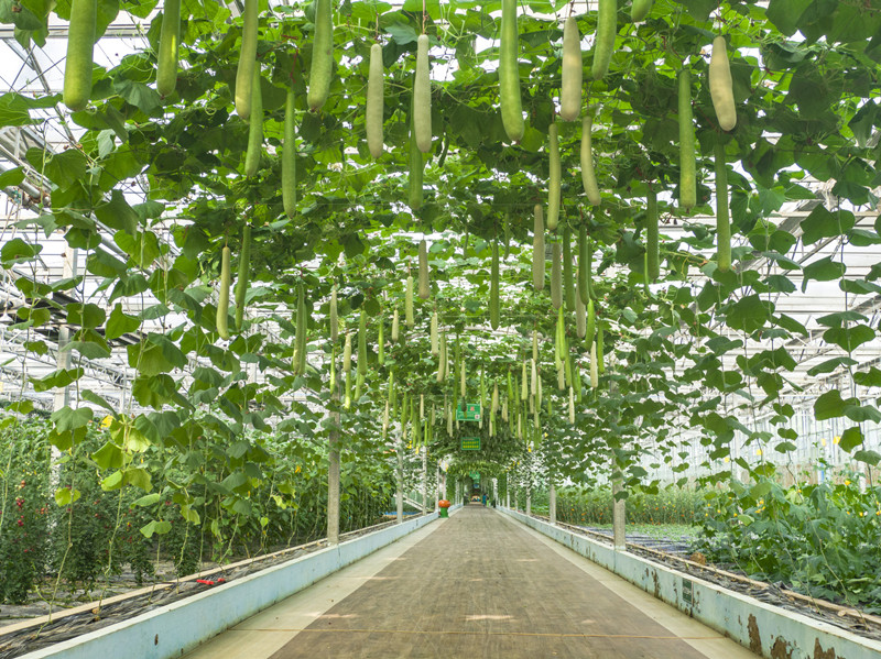 摄图网_501627770_banner_大棚农业种植基地蔬菜走廊（企业商用）.jpg