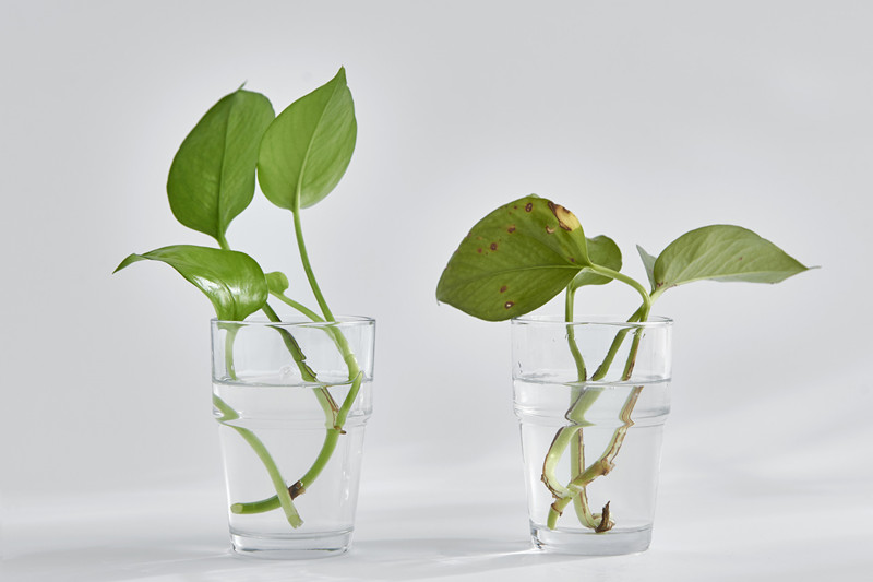 攝圖網(wǎng)_500512252_banner_綠植養(yǎng)護(hù)對(duì)比（企業(yè)商用）.jpg