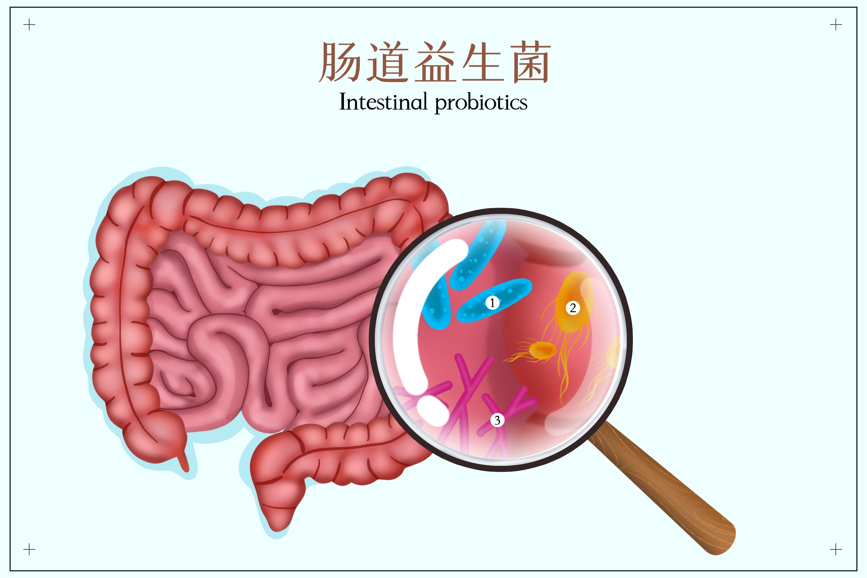 肠道益生菌(2).jpg